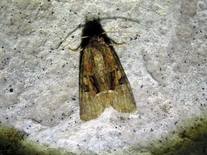 noctuidae da id